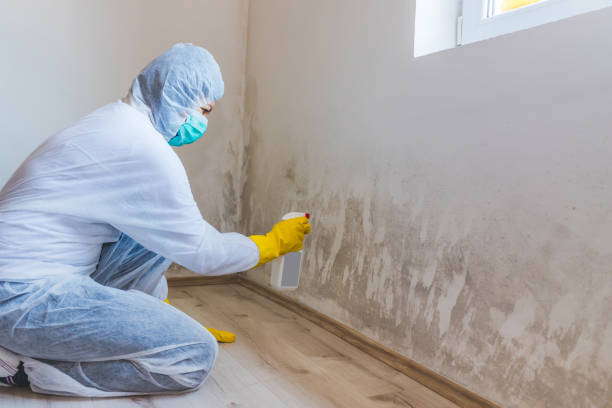 Licensed Basement Mold Removal service in Winfield, IL - WQB Mold Removal