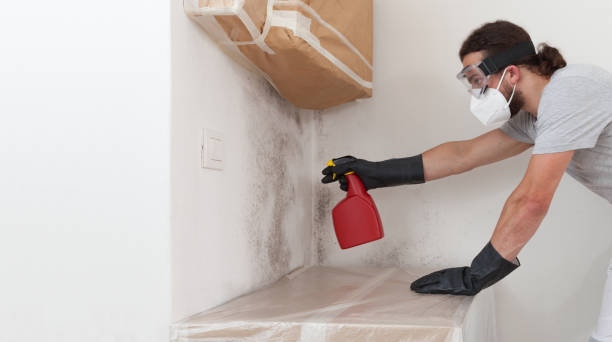 Professional Basement Mold Removal technician working in Winfield, IL