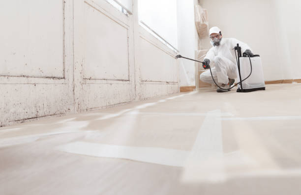 24/7 Emergency Basement Mold Removal experts in Winfield, IL