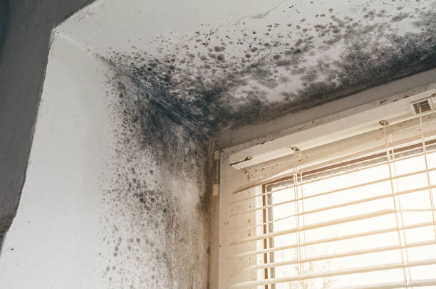 Affordable Basement Mold Removal solutions in Winfield, IL